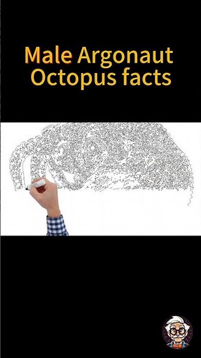 F51-Male Argonaut Octopus loses its reproductive arm during the mating process.