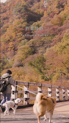 【日本屈指の絶景】吾妻渓谷の紅葉 #観光 #日本 #秘境