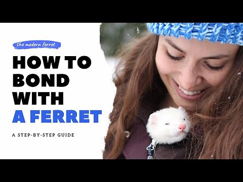 11 FUN Ways to Bond With Your Ferret | Ferret Care
