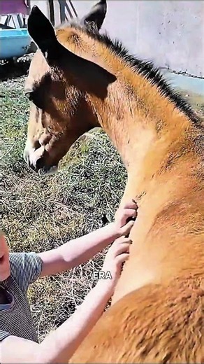 🐴 Per questa bambina, quel cavallo era molto più di un animale: era il suo mondo. ❤️