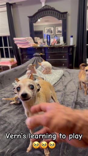 72K views · 7.1K reactions | This awkward little guy was chasing my hand down tonight. Vern has been playing like a little boy lately. I love seeing him truly enjoy himself. From not being able to walk to attacking the dad! Does my heart good!!! ❤️❤️❤️ Bglws.Com use code Holiday25 at check out for 10% off all health products | Big Guy, Littles World Sanctuary | Facebook