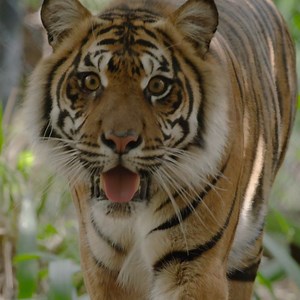 41K views · 3.4K reactions | Ready to earn your stripes? Meet the Sumatran tigers of Tiger Trail and sharpen your trivia claws.  | San Diego Zoo Safari Park | Facebook