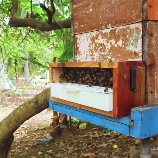 Pollen trap | #honeybees #beekeeper #beekeeping #udumalpet #beepollen #pollen #pollentrap