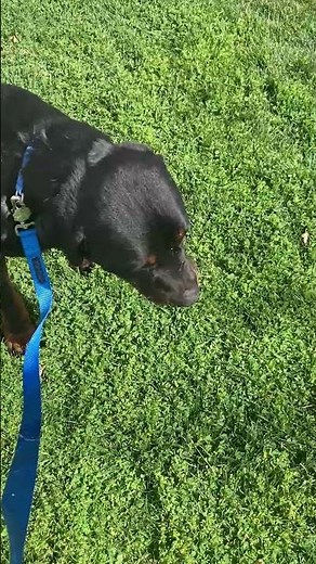 Meet Zeke a Rottweiler currently available for adoption! 3/3/2025 3:09:21 PM