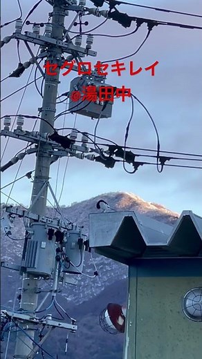 野鳥観察ノート セグロセキレイ 20260314 #nagano #山ノ内町 #志賀高原ユネスコエコパーク #雑学 #自然 #birds #セグロセキレイ