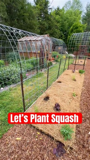 Let’s plant squash!!! 🥒✨