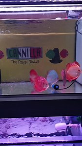 1.2K views · 23 reactions | Discus 11-12cm SUPER OFFERTA 63.90€/l'uno (offerta valida per l'acquisto di 1 discus per varietà) Discus Blu Diamond (selection), Leopard, Blue Leopard e LSS 79.90€/l'uno (non incluso nell'offerta) #TheRoyalDiscus #discus #milano #italia #europa #allevamentodiscus #idiscusdicannilla #negoziodiscus #negozioacquari | I Discus di Cannilla The Royal Discus Riproduzione e Allevamento Italiano | Facebook