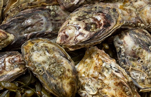 Ostra: reprodução, alimentação, risco do consumo - Mundo Educação