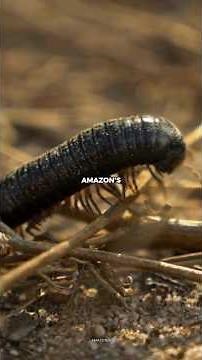 Amazon Giant Centipede – Nightmare Hunter 🦂🌿 | Terror of the Rainforest #amazonjungle #wildlife