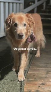 If anyone ever tells you dogs can’t smile, just send them this video😆 Jake’s got a smile that can light up this whole town, he’s been doing it for 18 years🤍🐾 #seniordog #dogsofinstagram #seniordogsofinstagram #olddog #olddogs #dogmom #dogoftheday #seniorboy #seniordogs #happydog #cutedog | Tasha Ryland