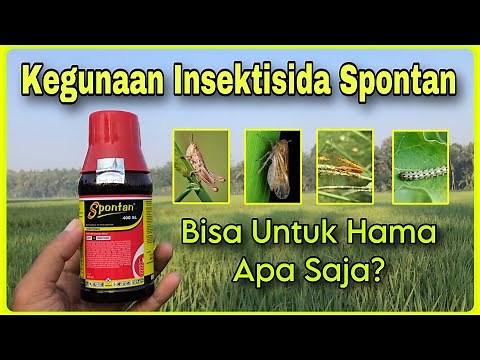 What Pests Does Spontan Insecticide Work For? | Uses of Spontan for Rice