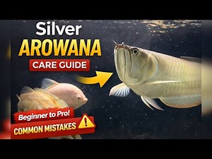 🤯 Watch This Before Buying An Silver Arowana 🐉 | Tank Setup, Feeding & Care Guide | Beginner to Pro