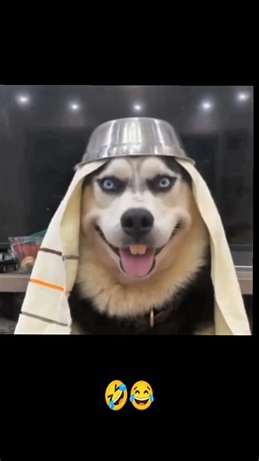 Smart dog 🤣🤣#funny #popular #entertainment #comedy