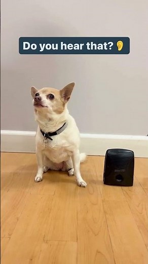 Find Some Zen With the Dog Silencer MAX