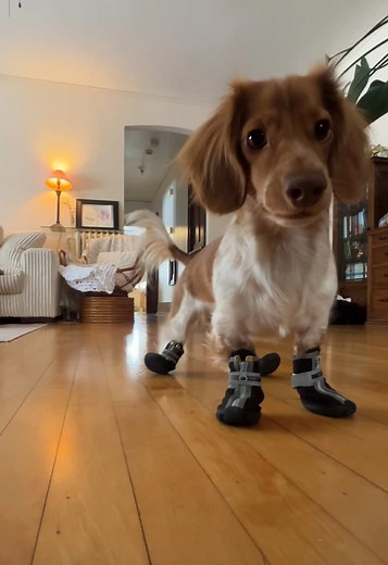 New Boot Goofin' with Playful Dachshund