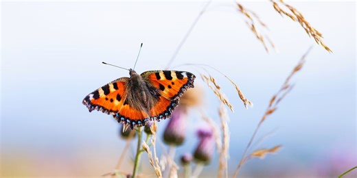 The butterfly species thriving in the UK – and the breeds that are struggling