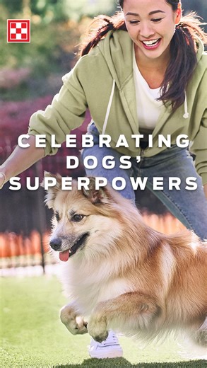 Every day is Dog Day for us! 🐶 Here are some fun facts about our canine friends...what are your dog’s superpowers? Let us know 👇 | Purina