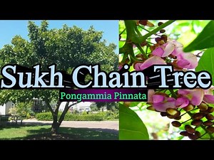 how to grow an amazing sukh chain pongamia pinnata tree karanj at home سکھ چین ,‪@treeislife93‬