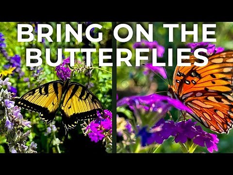 17 Best Host Plants for Butterflies 🦋 Florida Zone 10a Garden Tour