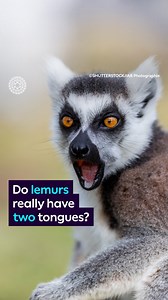 A tongue for eating, and a second tongue for grooming? 🤔 Find out what’s going on in lemur’s mouths and why in this week’s #SurprisingScience 👅🪮 #Tongues #NaturalHistoryMuseum #Lemur #Science #Biology #Evolution | Natural History Museum, London