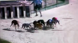 Florida Amendment 13: Greyhound racing