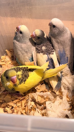 นกหงส์หยก: เลี้ยงและดูแลนกสวยงาม🦜