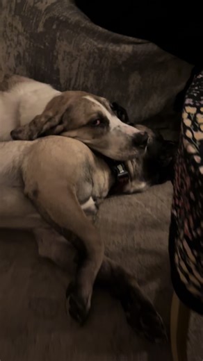 Puppy Exploration: Great Dane and Kangal Playtime