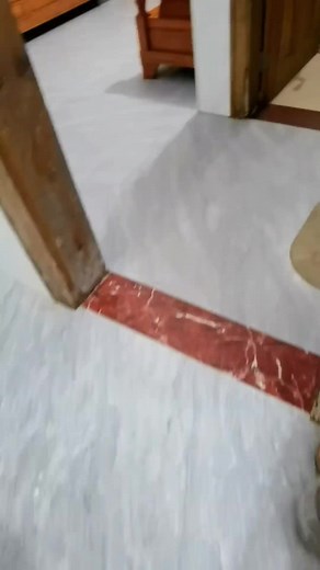 Adorable Dog Moments in a Cozy Home Setting