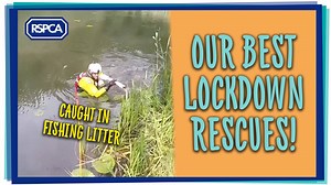 Despite being extremely stretched and under-resourced, our incredible, passionate team of animal rescuers have dealt with over 80,000 incidents since lockdown began! With calls coming in constantly and our teams rushing from one job to another, we can't help every single one, but our animal superheroes swoop in to save the day for so many helpless animals 👏 🐾 💙 | RSPCA (England & Wales)