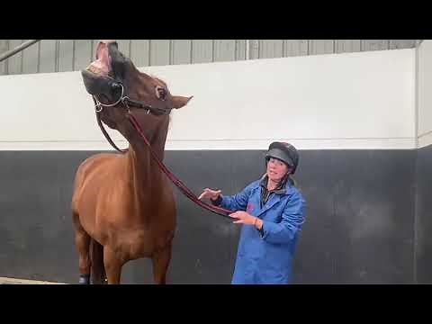 Collection Reins Video