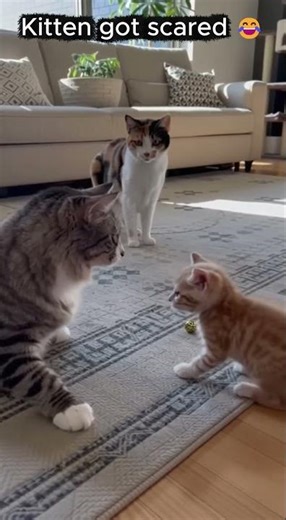 This Kitten Got Scared by Its Own Sound 😭 #cat #kittens #motheranimal #cute #mothercat #funny