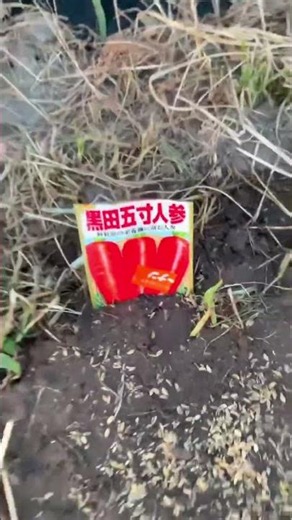昨日も畑に行って夏撒き人参🥕の種まきをしました。😊