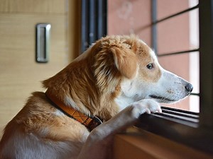 Woman Heartbroken Over Her Dog Using Speech Buttons To Call For 'Help' [Video]
