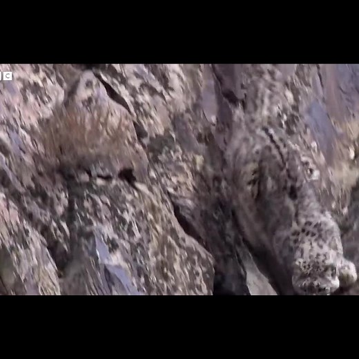 The Race to Find the Mysterious Snow Leopard | Snow Leopard Beyond the Myth | BBC Earth- Part 4