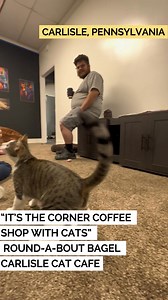 😸The cat cafe concept, where customers reserve time to mingle with adoptable cats in a relaxed cafe setting, has its roots in Japan. The first cat cafes opened more than a decade ago in the U.S. Today Pennsylvania has 20 cat cafes, the second highest in the country, according to That Cat Life. 🐈More than just a fun place to hang out, Owners Brett Witter and Jonathan Nori see the cafe as a way to educate and engage the public about the wonders of felines. ☕️The human food space, where guests ca
