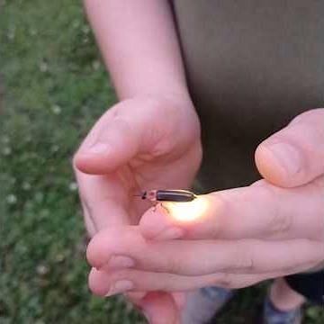 lets talk about Fireflies, and how they glow. #entomology #gardening #insects #firefly #lanternbug