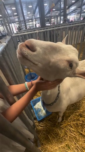 The milk of this goat is extracted using large machines.
