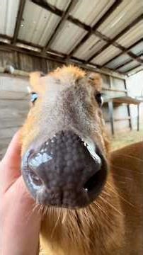 Morning routine on my farm!