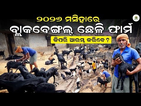 Start black Bengal goat Farming in 2026|🐐Chheli chasa odisha|Goat Farming new video|Krushak sathi