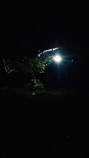 Night Insect Sounds for Sleep 🌙 Crickets & Cicadas Ambience | Relaxing Nature Sounds