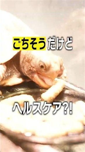 [GEX] A Low-Protein, High-Fiber Feast?! Kame Genki Gochiso Gohan! [Turtle Food]
