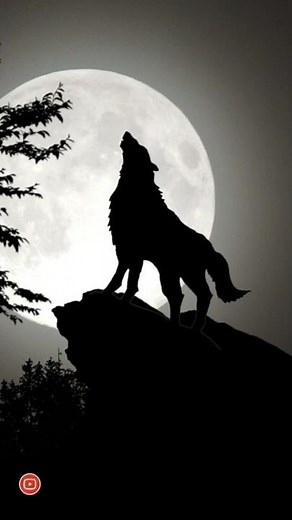 Wolf howling sound