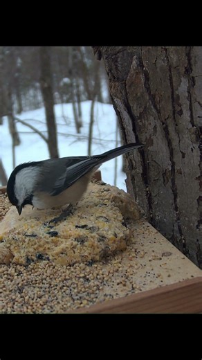 Tiny but Brave! Black-capped Chickadee in Winter ❄️🐦