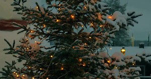 Evening view of Christmas tree with lights