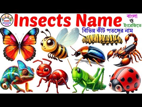 Insects Name | Learning 20 Insects Name in English | Insects Name Vocabulary Video and Kindergarten