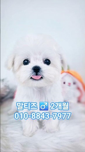 The nation's puppy, the Maltese prince 💕 #Maltese #MalteseAdoption #PuppyAdoption #IncheonPuppyAd...