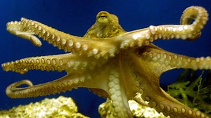 Octopus ancestors lived before era of dinosaurs, study shows