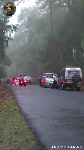 Elephant Big size | Wild life and Nature Photography