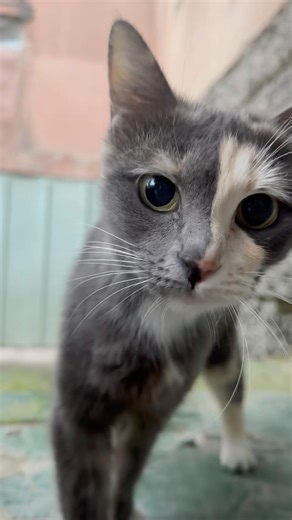 Curious Cat Comes Closer 🐱 | ¿Qué está pasando? Gato curioso | 发生了什么？好奇的猫 | Что происходит? Любопыт