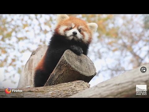 Introducing the new Firefox...jk. It's red pandas